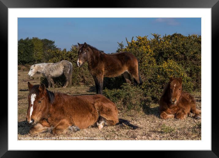 New Forest Ponies Framed Mounted Print by Paul Chambers