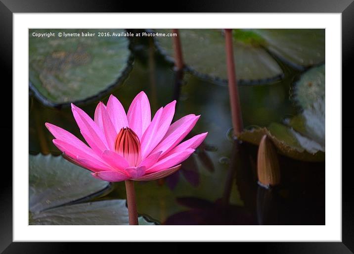 Untouched beauty Framed Mounted Print by lynette baker