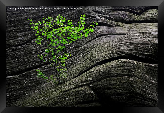  Against Adversity Framed Print by Mark Tomlinson