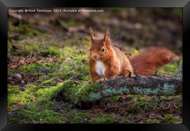 Inquisitive Squirrel Framed Print by Mark Tomlinson