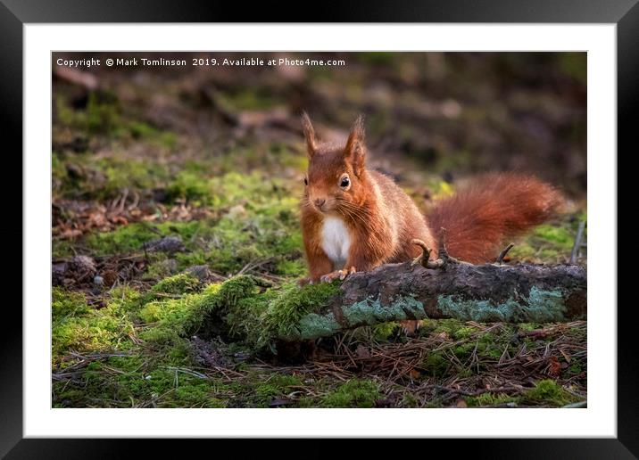 Inquisitive Squirrel Framed Mounted Print by Mark Tomlinson