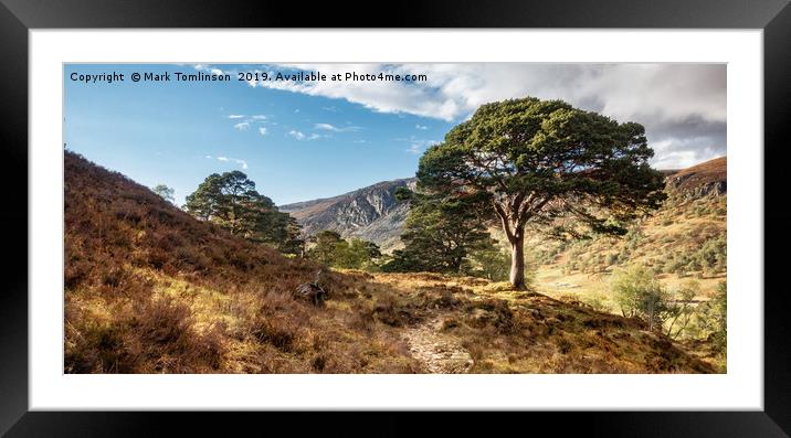 Sunlit Tree  Framed Mounted Print by Mark Tomlinson