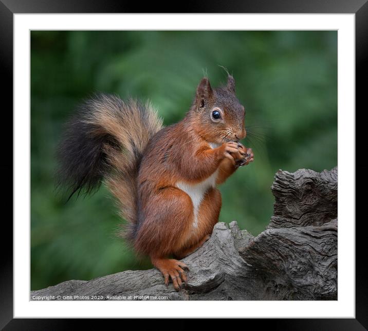 Red Squirrel Framed Mounted Print by GBR Photos