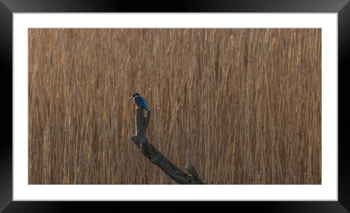 Kingfisher Framed Mounted Print by Graham McCarroll