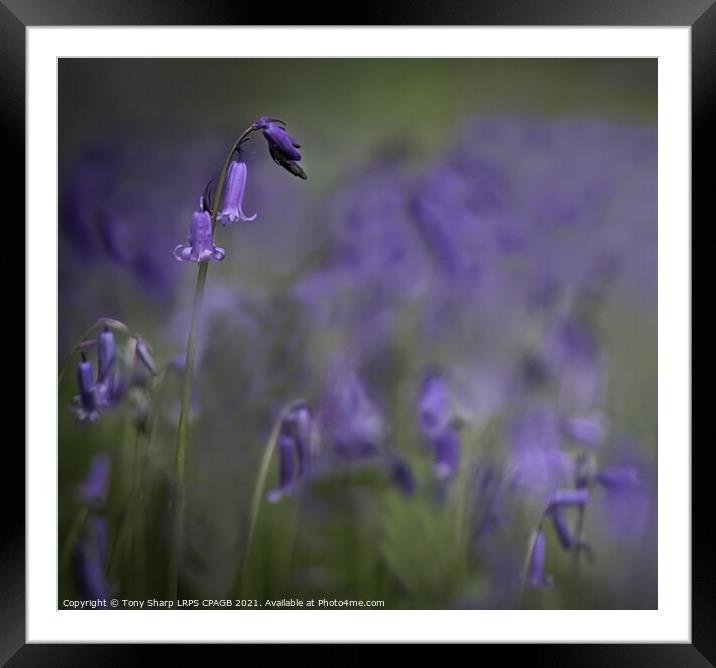 WOODLAND BLUEBELLS Framed Mounted Print by Tony Sharp LRPS CPAGB