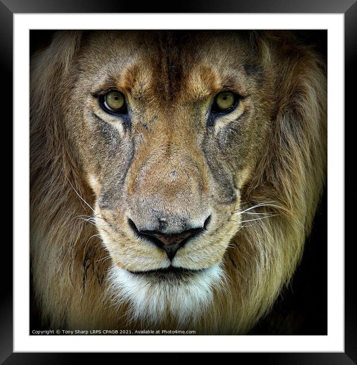 FRIEND OR FOE? Framed Mounted Print by Tony Sharp LRPS CPAGB