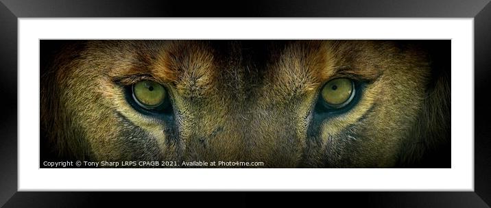 THE EYES HAVE IT! Framed Mounted Print by Tony Sharp LRPS CPAGB