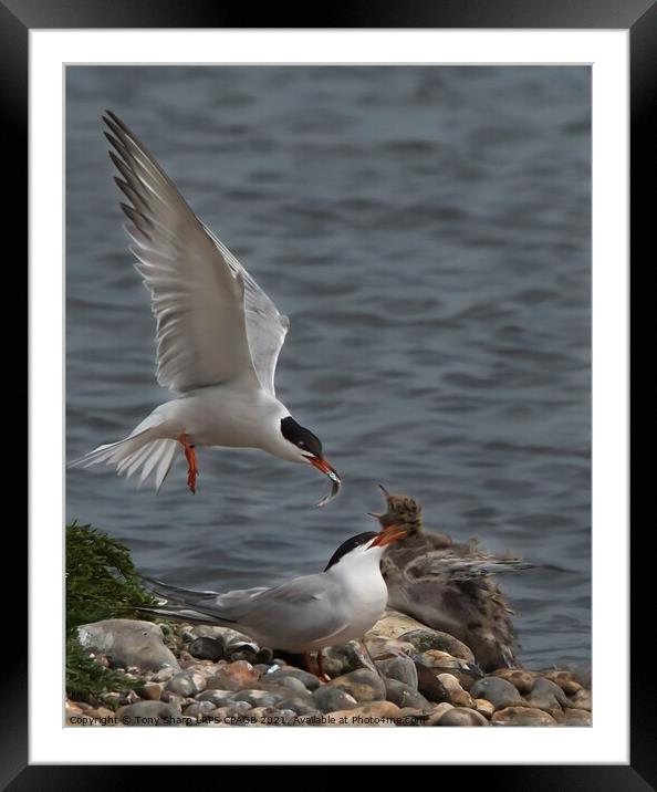 MEALS ON WINGS Framed Mounted Print by Tony Sharp LRPS CPAGB