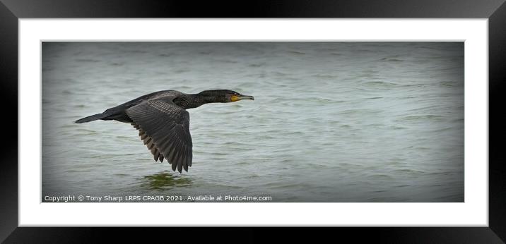 FLYING WITH PURPOSE - CORMORANT IN FLIGHT Framed Mounted Print by Tony Sharp LRPS CPAGB