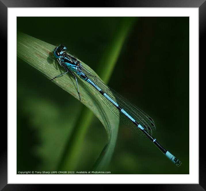 COMMON BLUE DAMSELFLY Framed Mounted Print by Tony Sharp LRPS CPAGB
