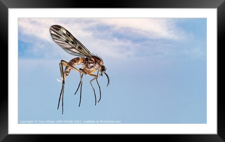 FLYING HIGH - Window Gnat (Sylvicola fenestralis) Framed Mounted Print by Tony Sharp LRPS CPAGB
