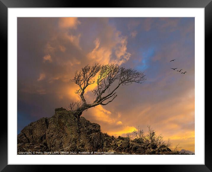 LONE TREE AT DUSK - THE LAKE DISTRICT Framed Mounted Print by Tony Sharp LRPS CPAGB