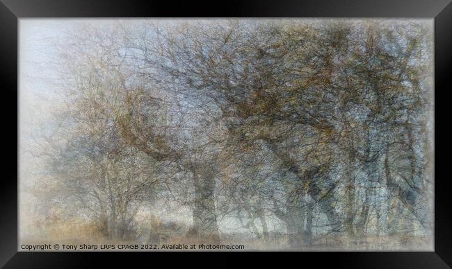 A VIEW THROUGH WOODLAND MIST Framed Print by Tony Sharp LRPS CPAGB