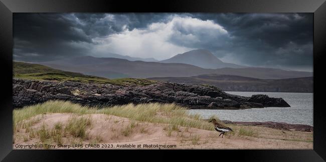 REDSHANK WADER - WESTER ROSS, SCOTTISH HIGHLANDS Framed Print by Tony Sharp LRPS CPAGB