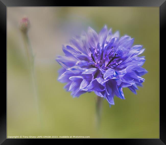 CORNFLOWER - BLOOM AND BUD Framed Print by Tony Sharp LRPS CPAGB