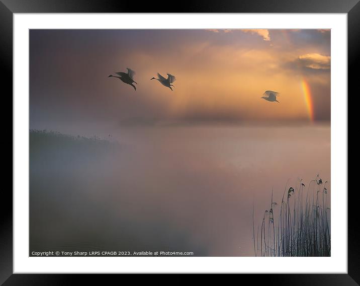 FLIGHT OF FANCY Framed Mounted Print by Tony Sharp LRPS CPAGB