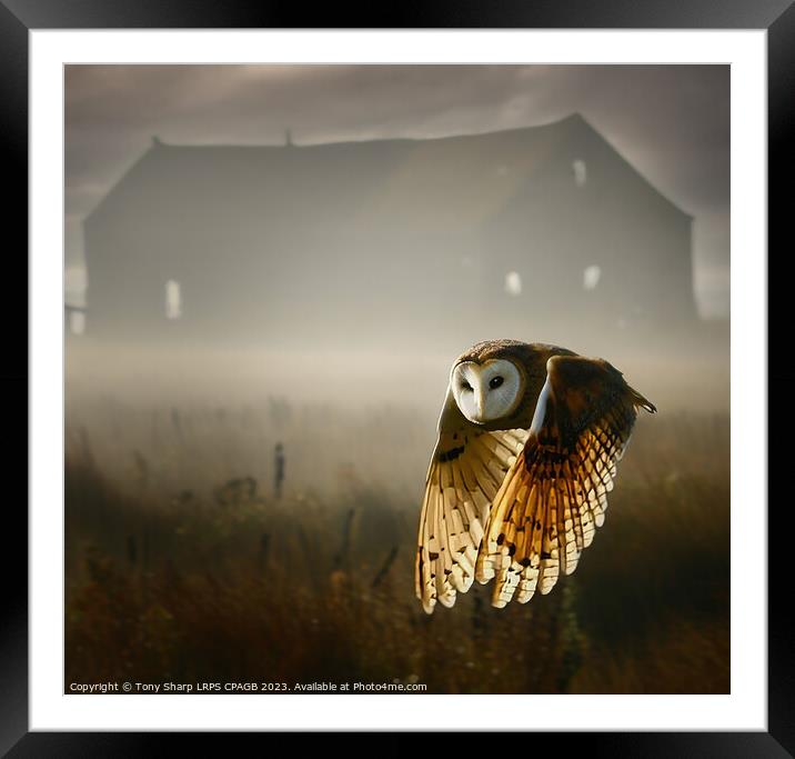BARN OWL IN EARLY MORNING Framed Mounted Print by Tony Sharp LRPS CPAGB