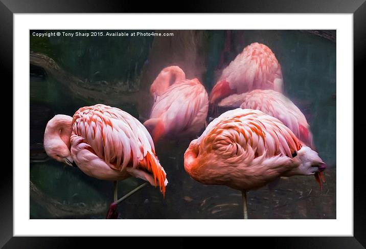  Reality and Reflection Framed Mounted Print by Tony Sharp LRPS CPAGB