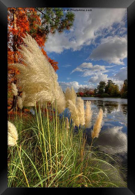  Pampas Grass by a Lake Framed Print by Tony Sharp LRPS CPAGB