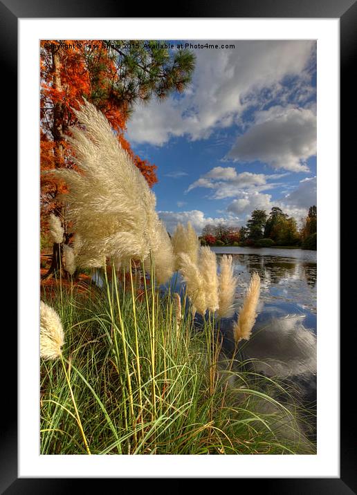 Pampas Grass by a Lake Framed Mounted Print by Tony Sharp LRPS CPAGB