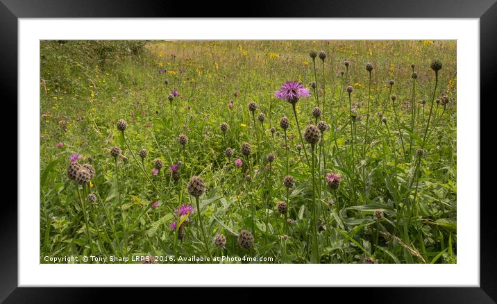 South Downs Meadow Framed Mounted Print by Tony Sharp LRPS CPAGB