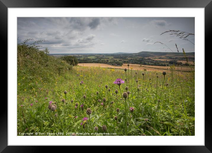 Wild Flower Meadow - S. Downs National Park Framed Mounted Print by Tony Sharp LRPS CPAGB