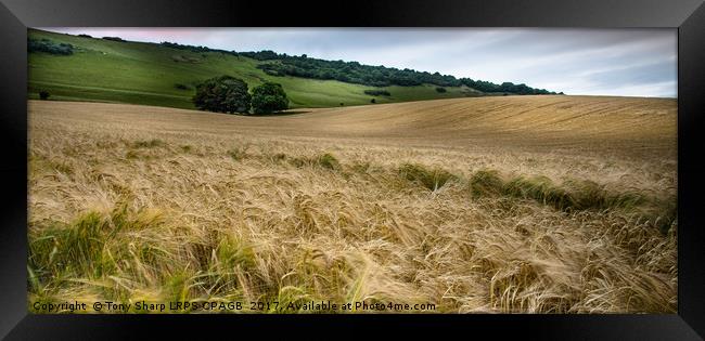 IN FIELDS OF GOLD Framed Print by Tony Sharp LRPS CPAGB