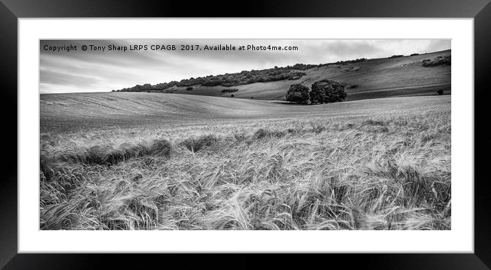 DOWNLAND LANDSCAPE Framed Mounted Print by Tony Sharp LRPS CPAGB