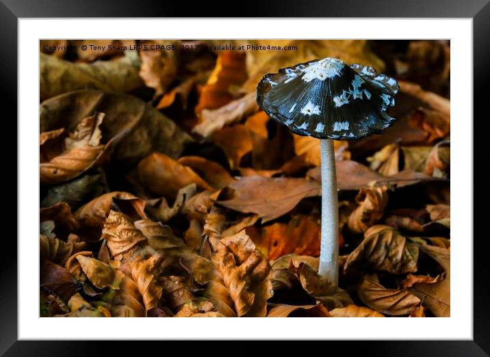 MAGPIE INKCAP AMONGST AUTUMN LEAVES Framed Mounted Print by Tony Sharp LRPS CPAGB