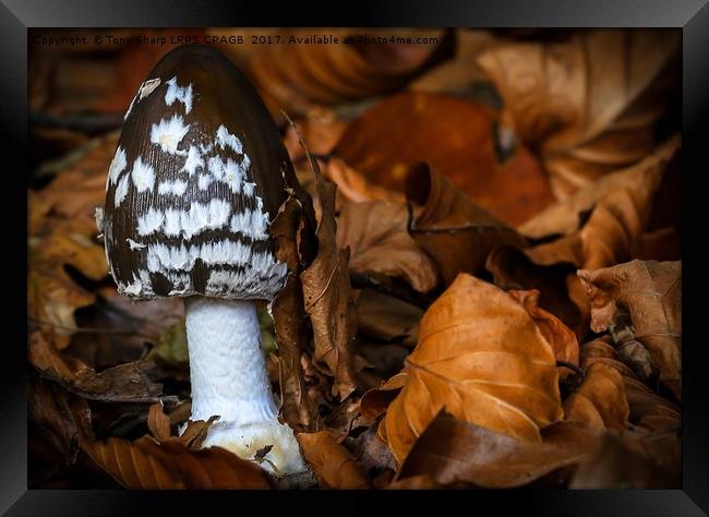 MAGPIE  INKCAP EMERGES AMONGST AUTUMN LEAVES Framed Print by Tony Sharp LRPS CPAGB