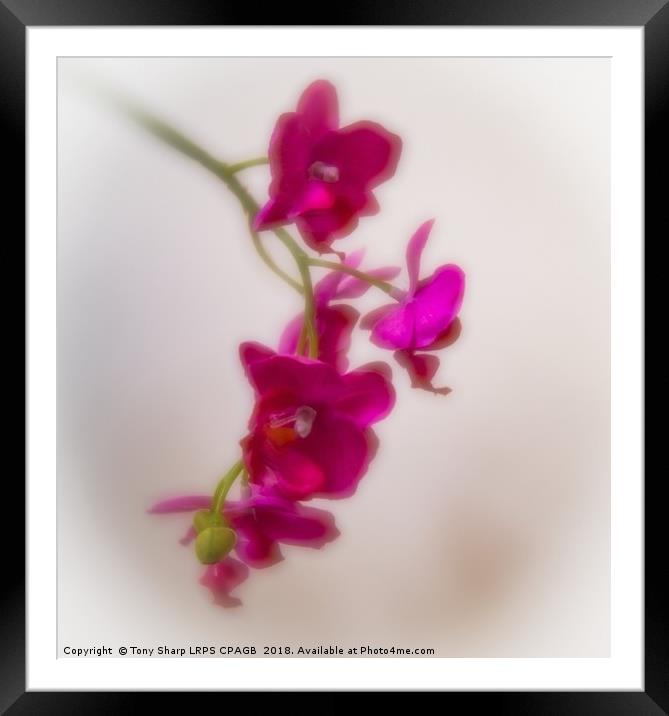 ARTIFICIAL BEAUTY - ORCHID Framed Mounted Print by Tony Sharp LRPS CPAGB