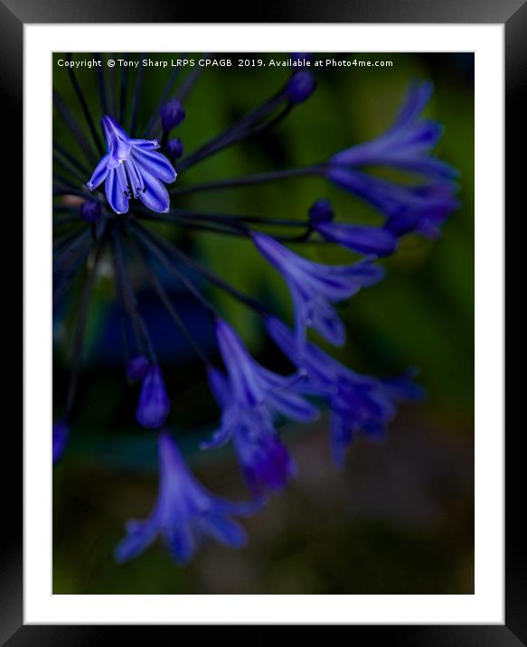 BLUE BLOOM Framed Mounted Print by Tony Sharp LRPS CPAGB