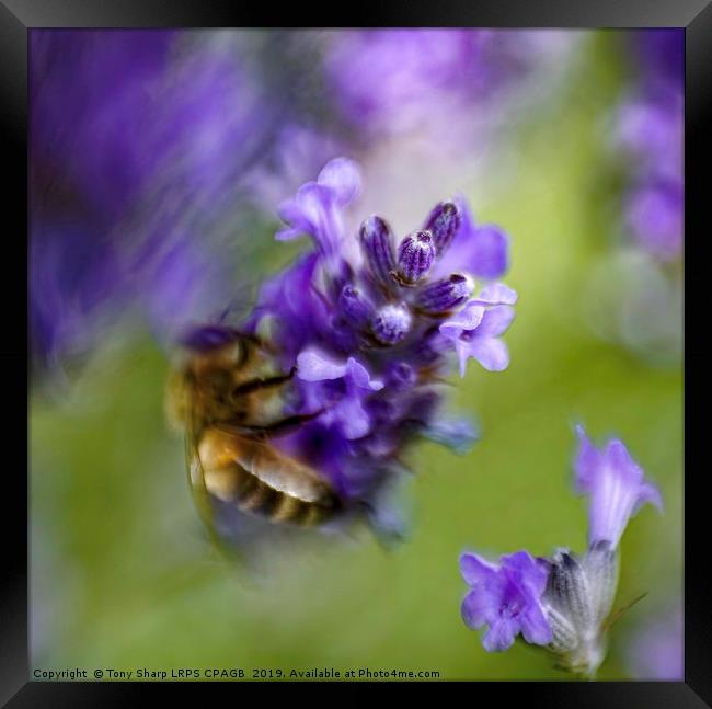 SURREAL BEE ON LAVENDER Framed Print by Tony Sharp LRPS CPAGB