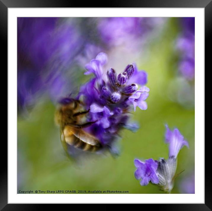 SURREAL BEE ON LAVENDER Framed Mounted Print by Tony Sharp LRPS CPAGB