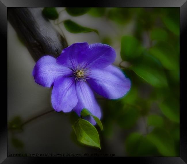 BLUE CLEMATIS Framed Print by Tony Sharp LRPS CPAGB