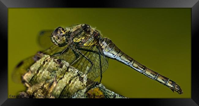 AUTUMN DRAGONFLY Framed Print by Tony Sharp LRPS CPAGB