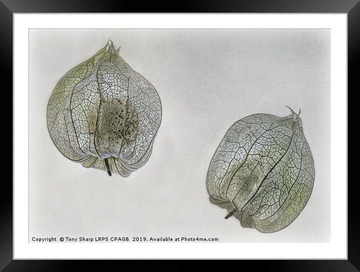 CHINESE LANTERNS ON TEXTURED BACKGROUND Framed Mounted Print by Tony Sharp LRPS CPAGB