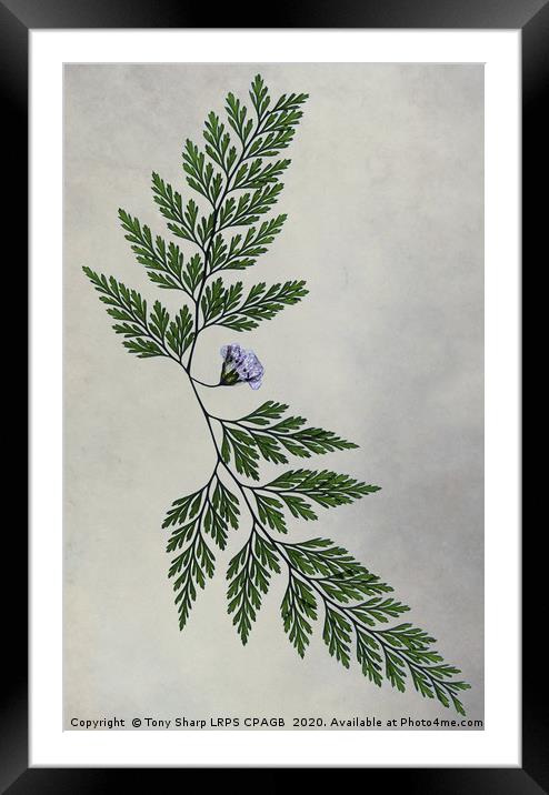 DRY FLOWER AND FERNS Framed Mounted Print by Tony Sharp LRPS CPAGB