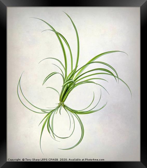 SPIDER PLANT (Chlorophytum comosum) Framed Print by Tony Sharp LRPS CPAGB