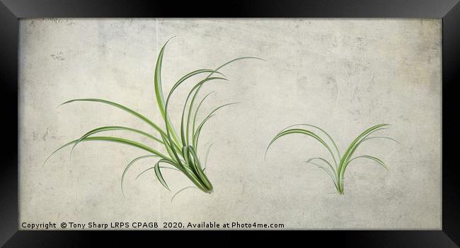 SPIDER PLANTS (Chlorophytum comosum) Framed Print by Tony Sharp LRPS CPAGB