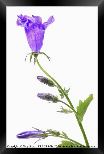 TRAILING BELL FLOWER SPRIG Framed Print by Tony Sharp LRPS CPAGB