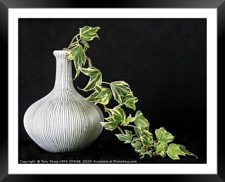 IVY DISPLAYED IN GARLIC BULB VASE Framed Mounted Print by Tony Sharp LRPS CPAGB