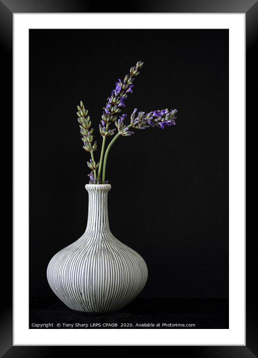 GARLIC BULB DESIGN VASE WITH THREE LAVENDER SPRIGS Framed Mounted Print by Tony Sharp LRPS CPAGB
