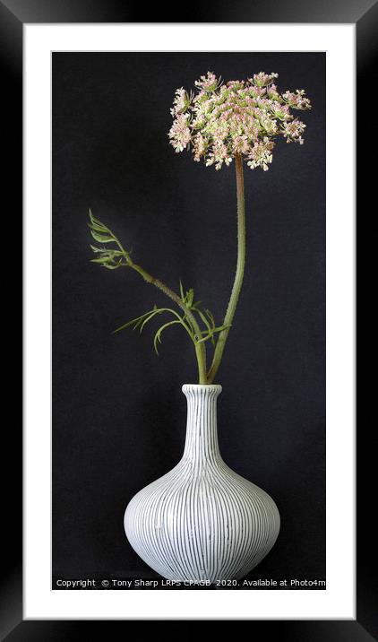 WILD CARROT FLOWER STEM IN CLAY VASE Framed Mounted Print by Tony Sharp LRPS CPAGB