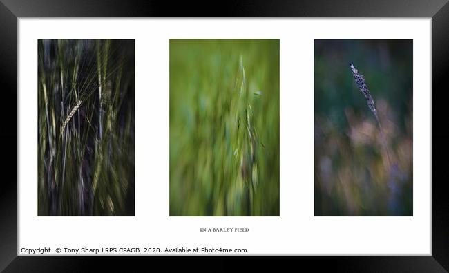 IN A BARLEY FIELD TRIPTYCH  Framed Print by Tony Sharp LRPS CPAGB