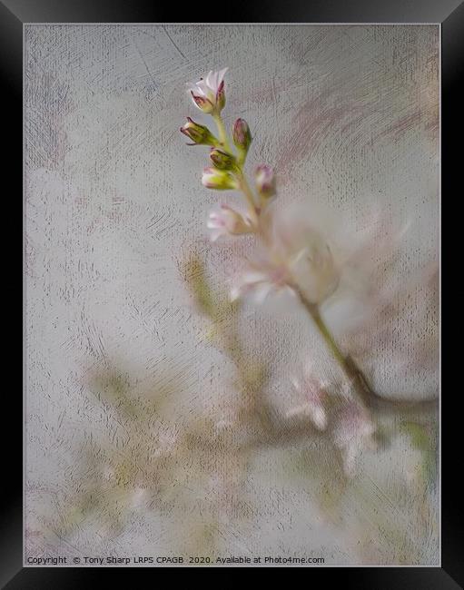 DELICATE BLOOMS Framed Print by Tony Sharp LRPS CPAGB