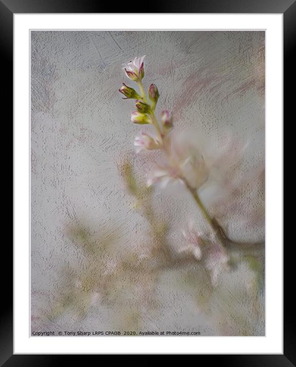 DELICATE BLOOMS Framed Mounted Print by Tony Sharp LRPS CPAGB