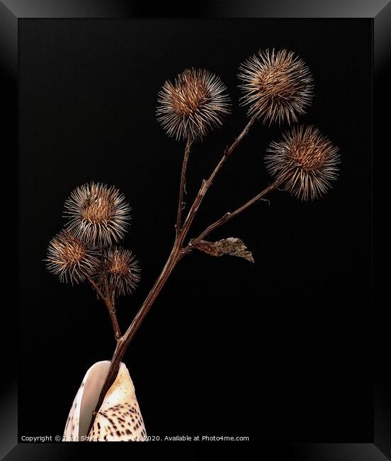 LESSER BURDOCK (Arctium minus) Framed Print by Tony Sharp LRPS CPAGB