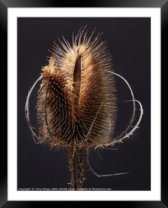 THE SIMPLE TEASEL Framed Mounted Print by Tony Sharp LRPS CPAGB