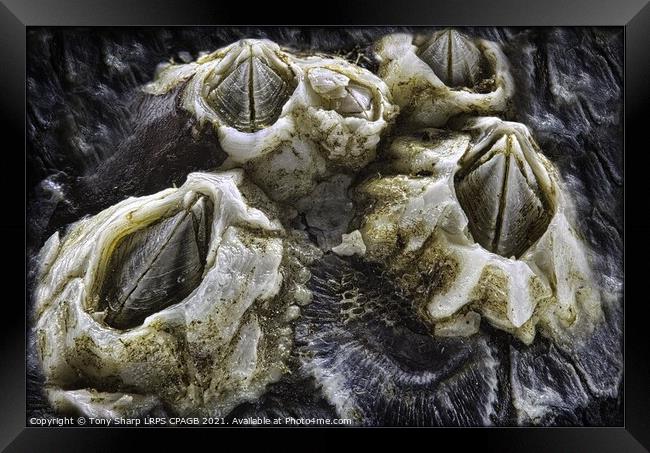 BARNACLES ON MUSSEL SHELL Framed Print by Tony Sharp LRPS CPAGB